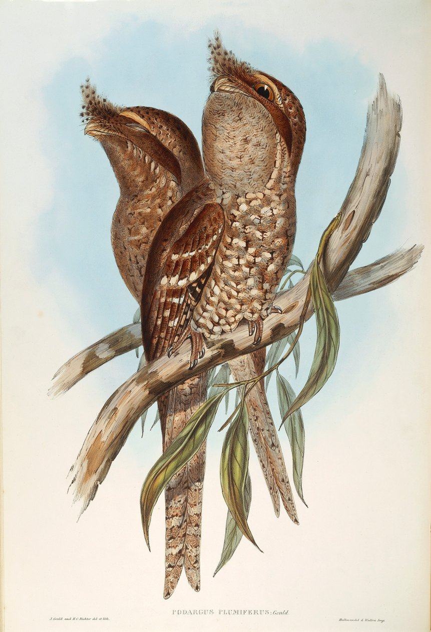 ジョン・グールドの「The Birds of Australia」から、オスカー・ドレスラーによるTawny Frogmouth Podargus strigoidesのイラスト。 作： ジョン・グールド