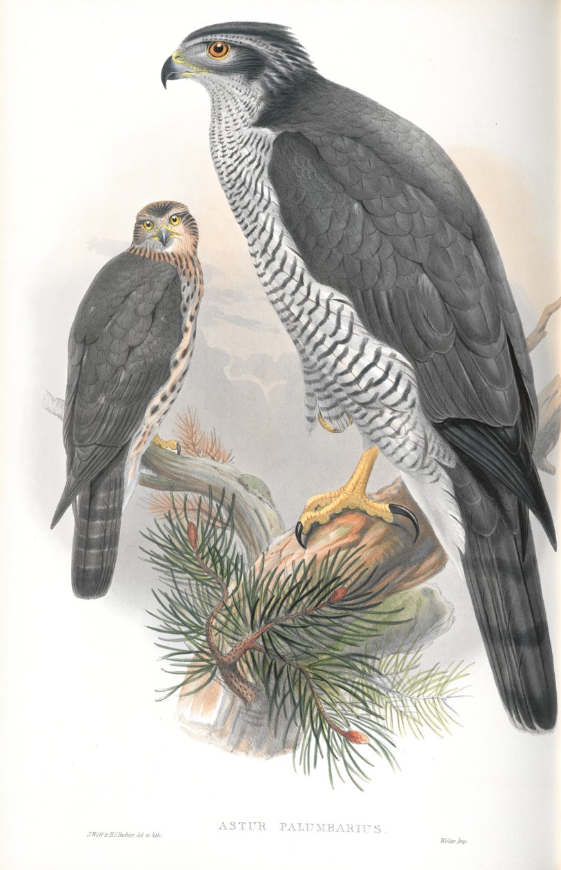 Astur Palumbarius（オオタカ）のイラスト 作： ジョン・グールド