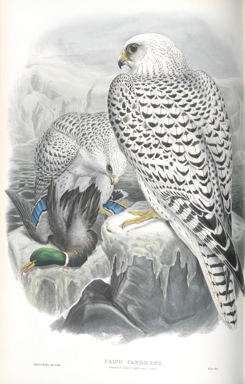 Falco Candicans（Greenland Falcon Dark Race）のイラスト 作： ジョン・グールド
