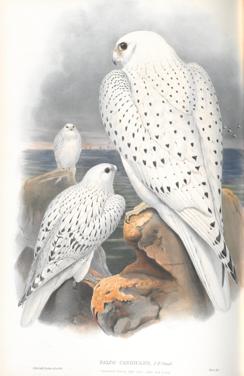 Falco Candicans（Greenland Falcon Light Race）のイラスト 作： ジョン・グールド