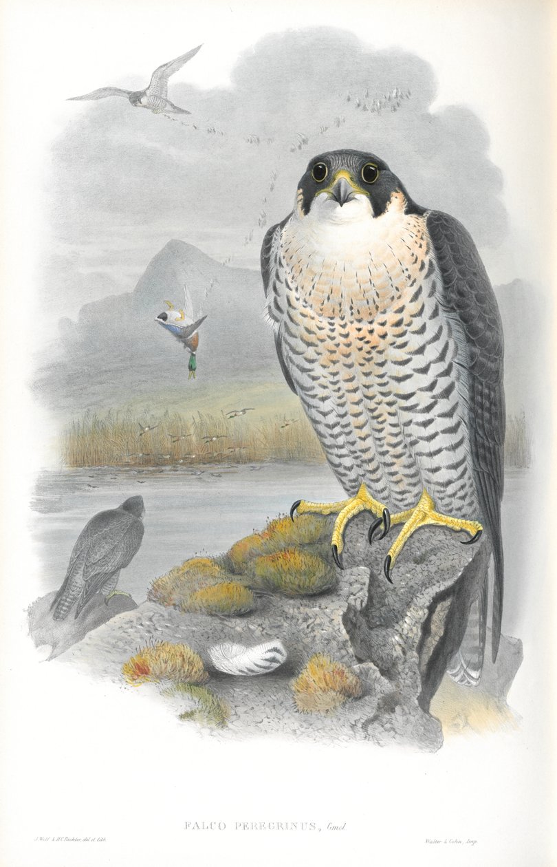 Anton Znaniecki ハヤブサ Falcon 絵画 ファルコペレグリヌス（ハヤブサ）のイラスト