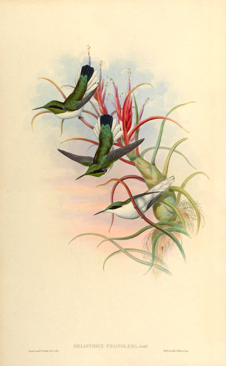 Tillandsia bulbosa（ブロメリア）のHeliothrixphaïnolæma（= Heliothryx auritus phainolaemus）（ハチドリ）のイラスト 作： ジョン・グールド