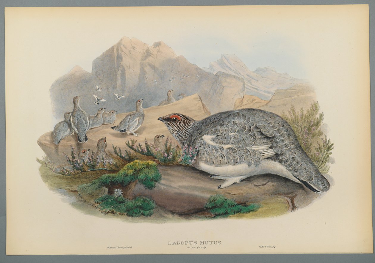 Lagopus Mutus、Autumn Plumage：Common Ptarmigan（color litho on wove paper） 作： ジョン・グールド