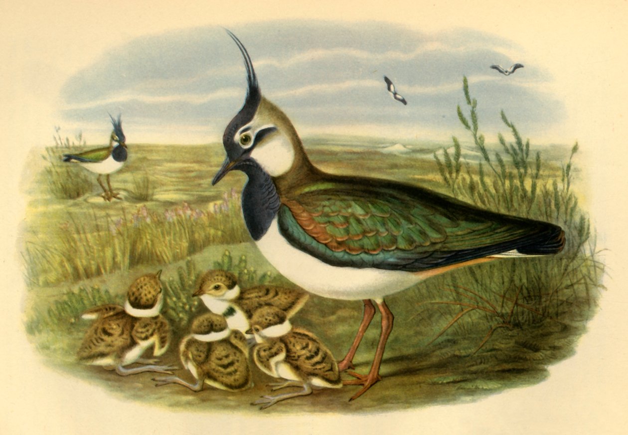 Lapwing and Young」、1865年、1942年。 作： ジョン・グールド