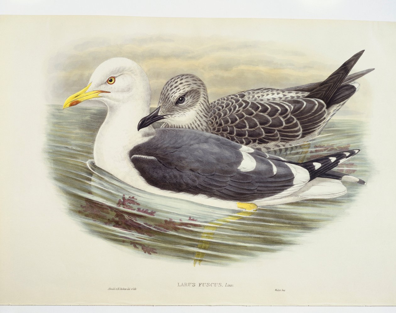小柄な黒髪のカモメ（Larus fuscus）、イラスト 作： ジョン・グールド