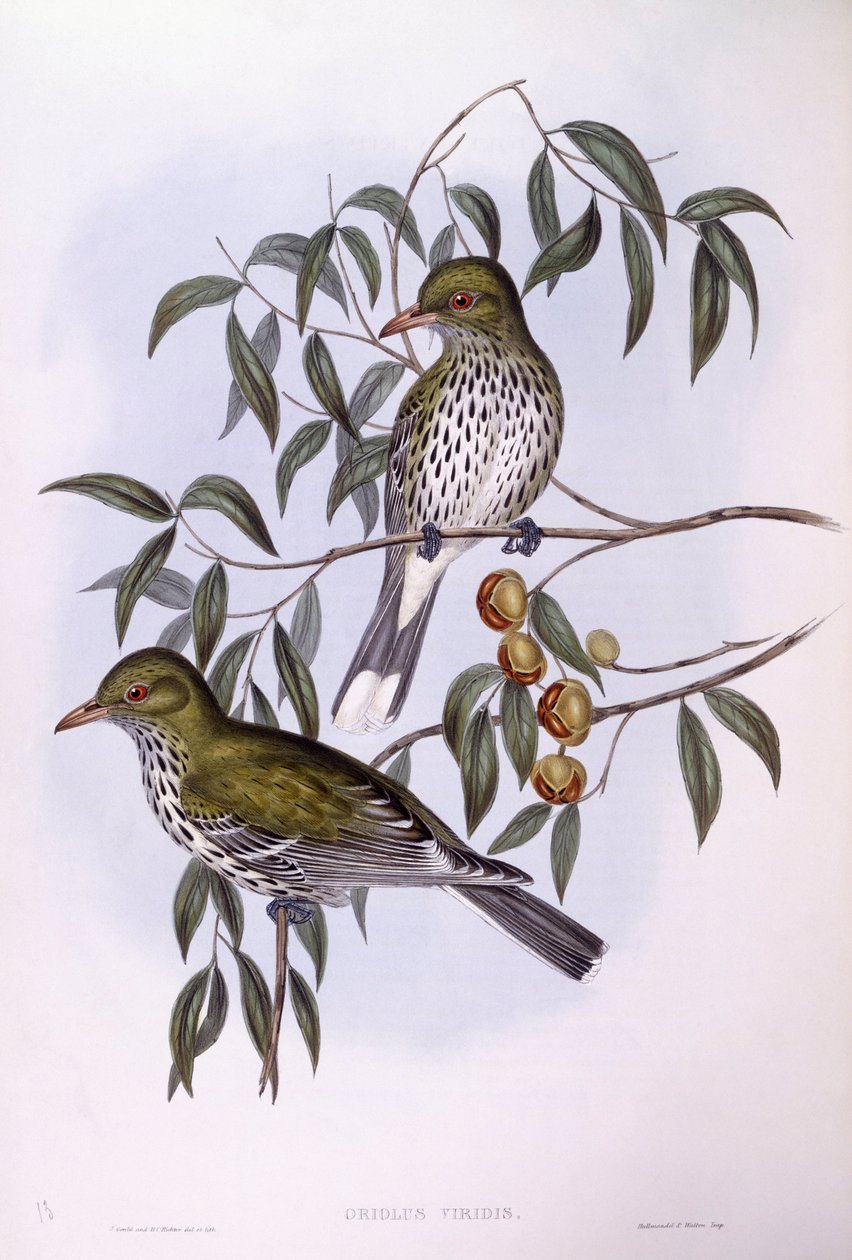 オリーブ・バック・オリオール（Oriolus sagittatus）、ジョン・グールドによるエングレーヴィング 作： ジョン・グールド