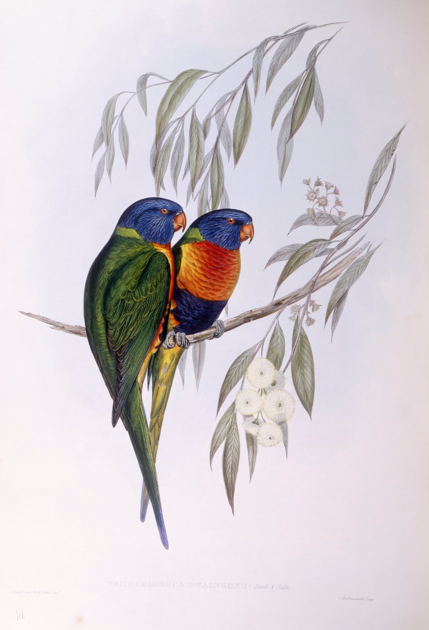 オーネイト・ロリケイト（Trichoglossus ornatus）、ジョン・グールドによるエングレーヴィング 作： ジョン・グールド