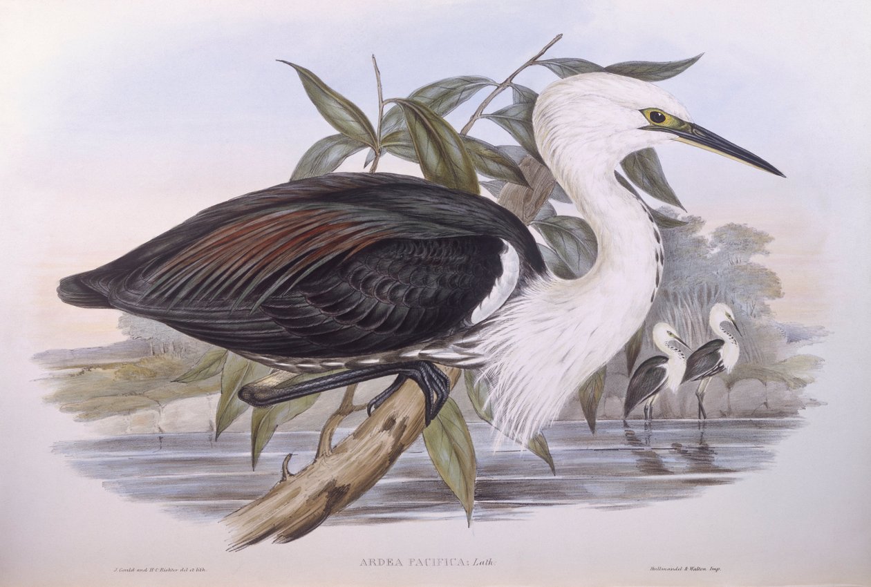パシフィック・ヘロン（Ardea pacifica）、ジョン・グールドによるエングレーヴィング 作： ジョン・グールド