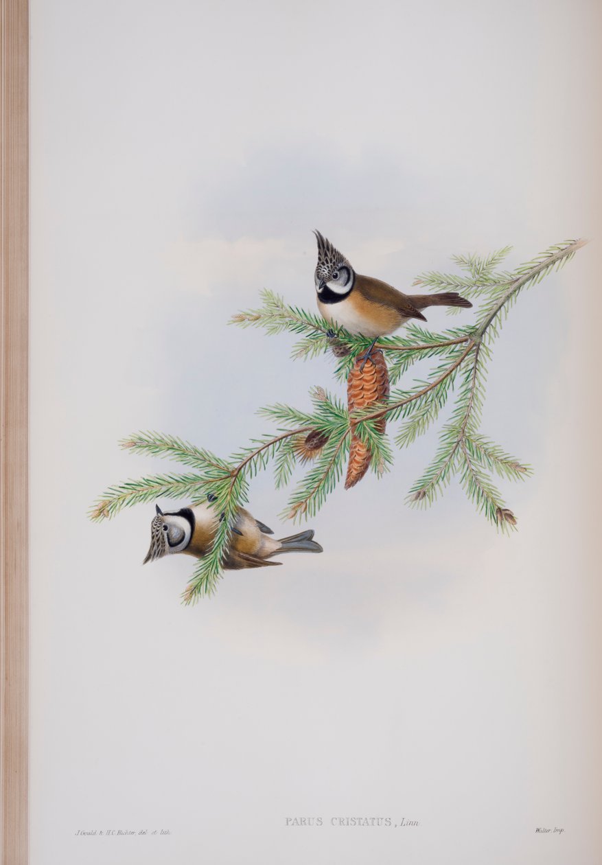 Parus Cristatus、ジョングールド著英国の鳥のプレート、1862〜73年公開（手彩色のリソ） 作： ジョン・グールド