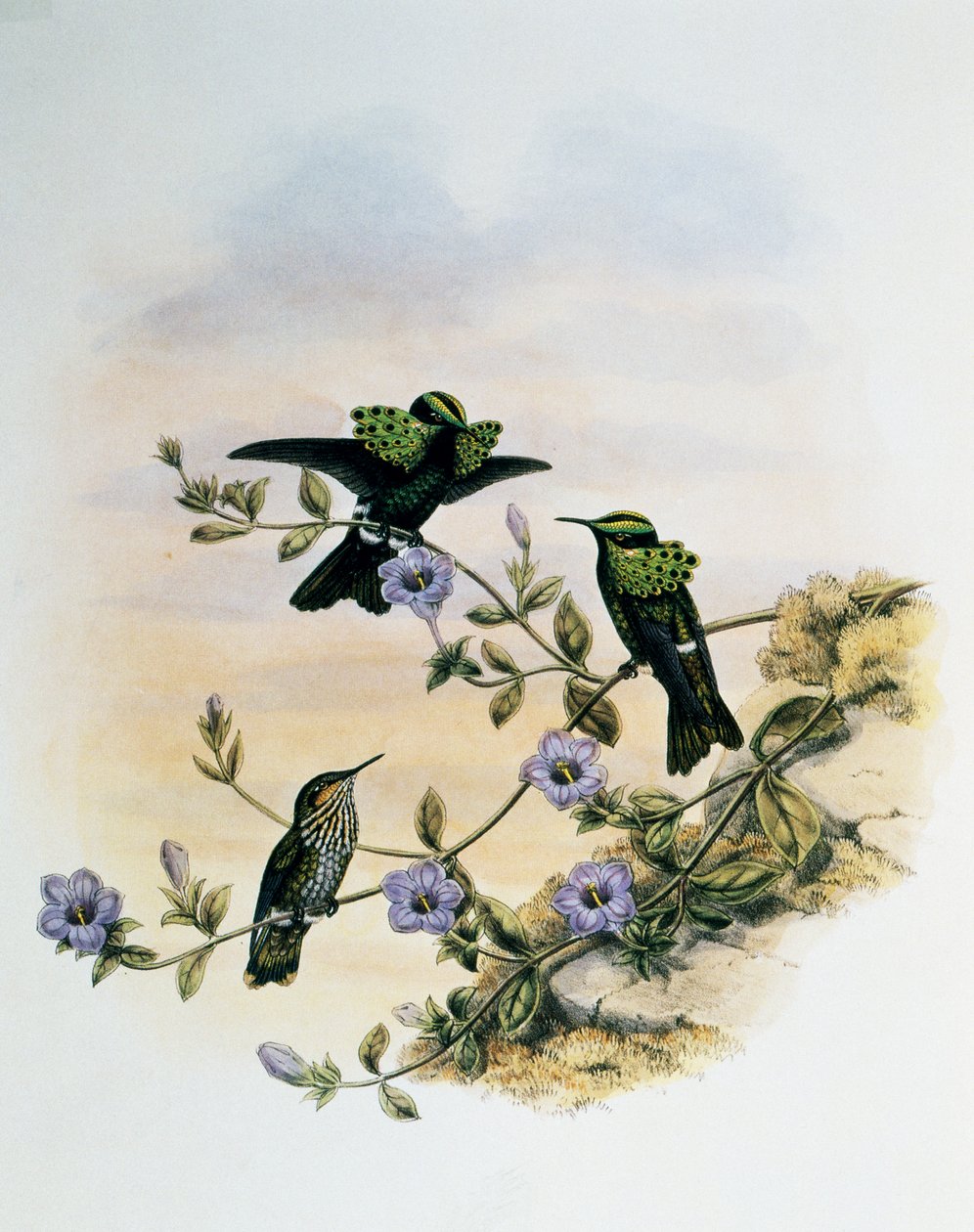 Peacock Coquette (Lophornis pavoninus)、John Gould (1804-1881)によるMonograph of Trochilidae or Humming Birds (1849-1861)からのエングレーヴィング、イギリス 作： ジョン・グールド