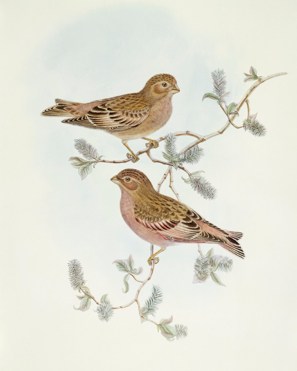 ロージーフィンチ（Erythrospiza incarnata）、ジョン・グールドによるエングレーヴィング 作： ジョン・グールド