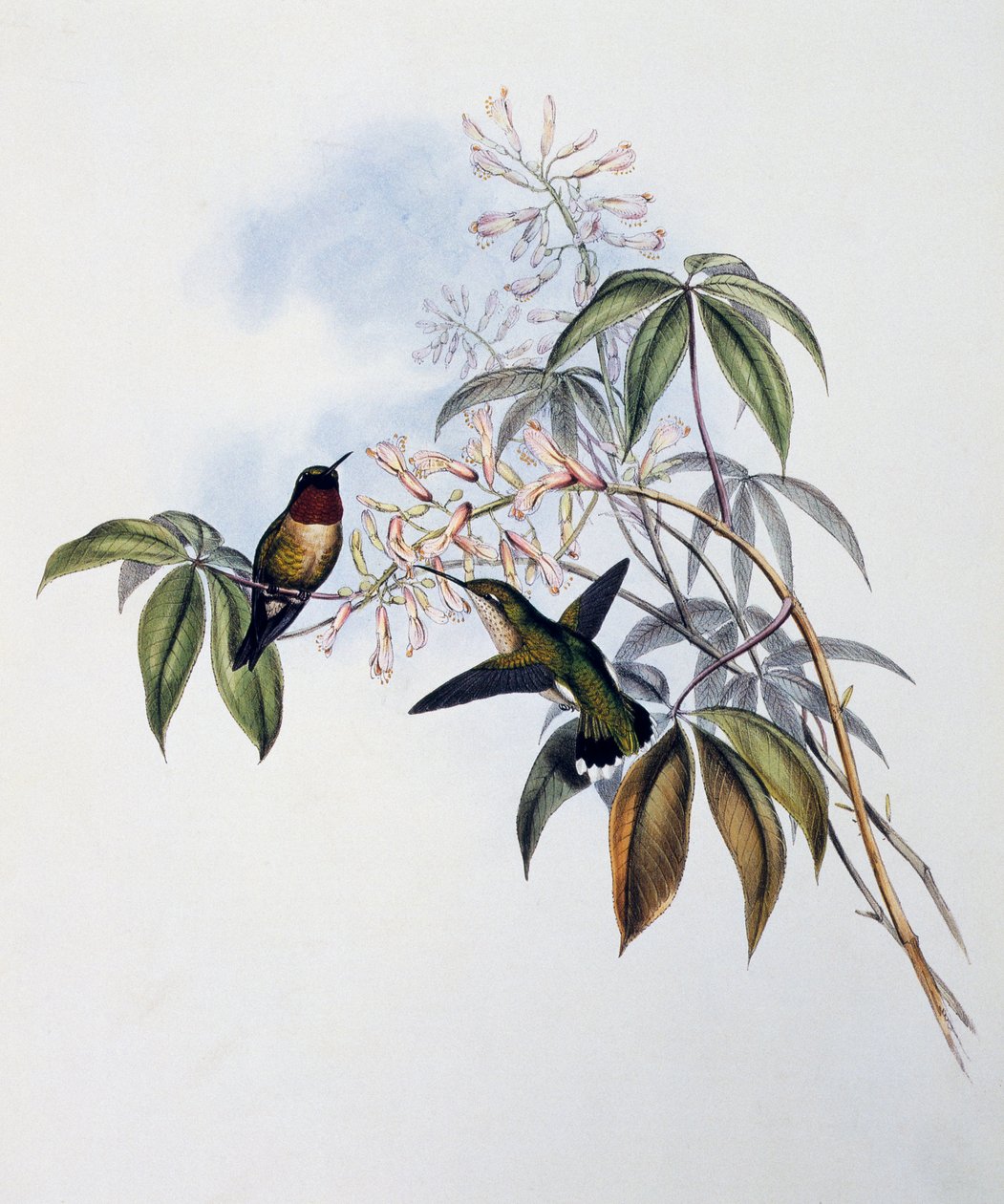 ルビー色のハチドリ（Archilochus colubris）、ジョン・グールド（1804-1881）による「Monograph of Trochilidae or Humming Birds」（1849-1861）からの抜粋、イギリス 作： ジョン・グールド