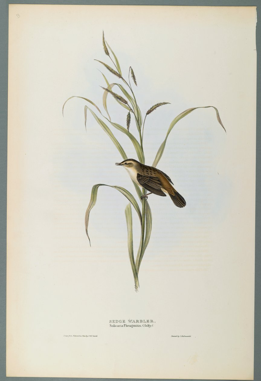 Salicaria Phragmatis：Sedge Warbler（織り紙にカラーリソ） 作： ジョン・グールド