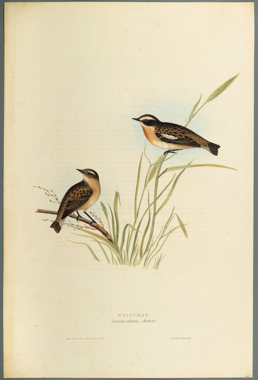 Saxicola Rubetra-Whinchat（織り紙にカラーリソ） 作： ジョン・グールド