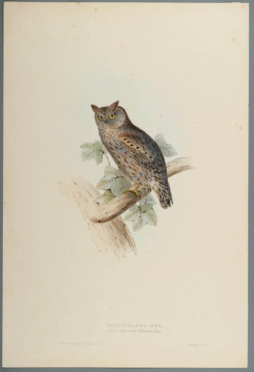 Scops Aldrovandi-Scops Eared Owl（織り紙の色リソ） 作： ジョン・グールド