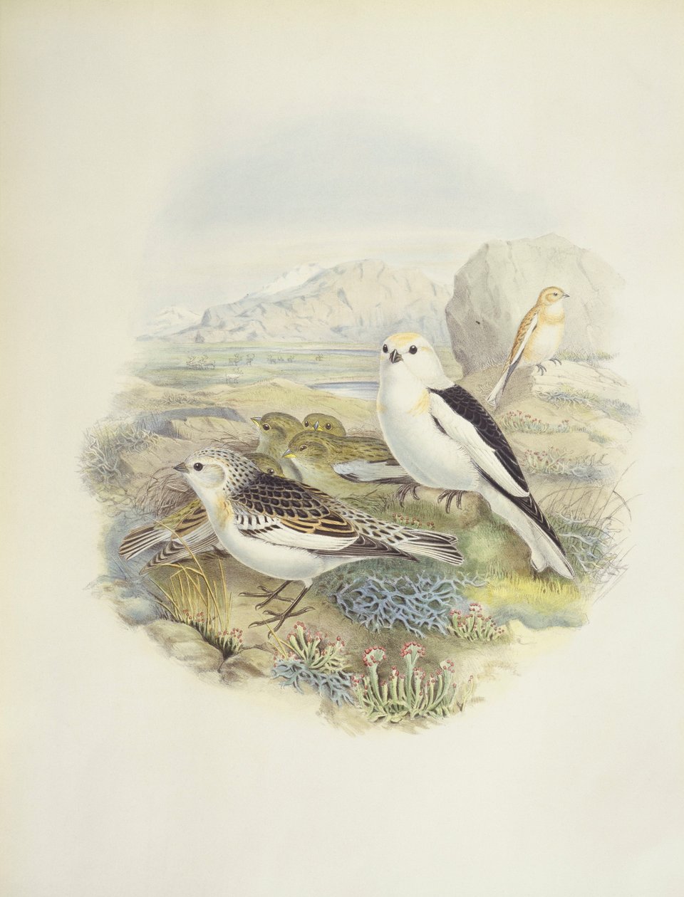 ユキノシタ（Plectrophenax nivalis）、イラスト 作： ジョン・グールド