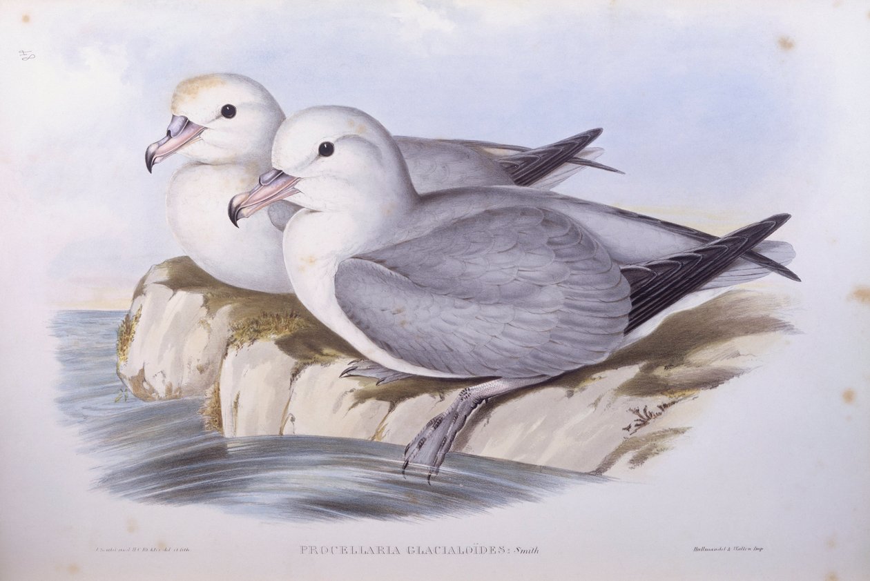 サザンファルマー（Fulmarus glacialoides）、ジョン・グールド氏によるエングレーヴィング 作： ジョン・グールド
