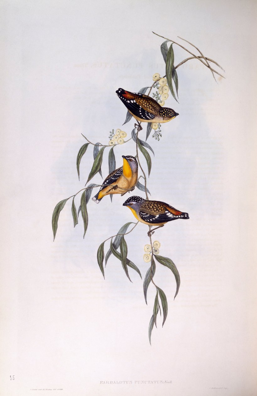 斑点のあるパルダローテ（Pardalotus punctatus）、ジョン・グールドの版画 作： ジョン・グールド