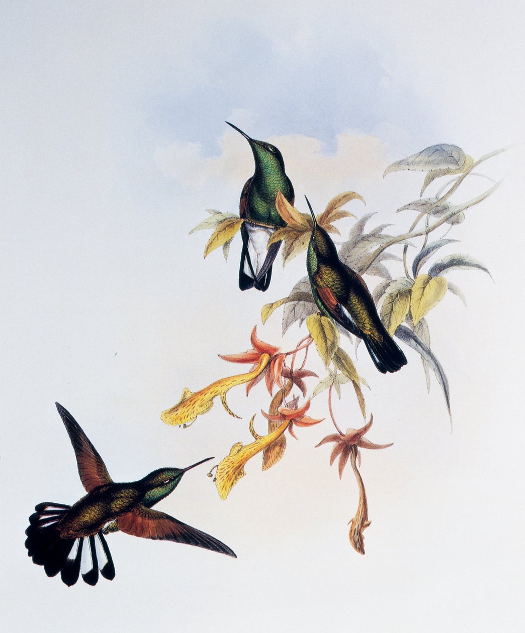 ジョン・グールド（1804-1881）の「Monograph of Trochilidae or Humming Birds」（1849-1861）に掲載されたストライプテールのハチドリ（Eupherusa eximia）の版画。 作： ジョン・グールド