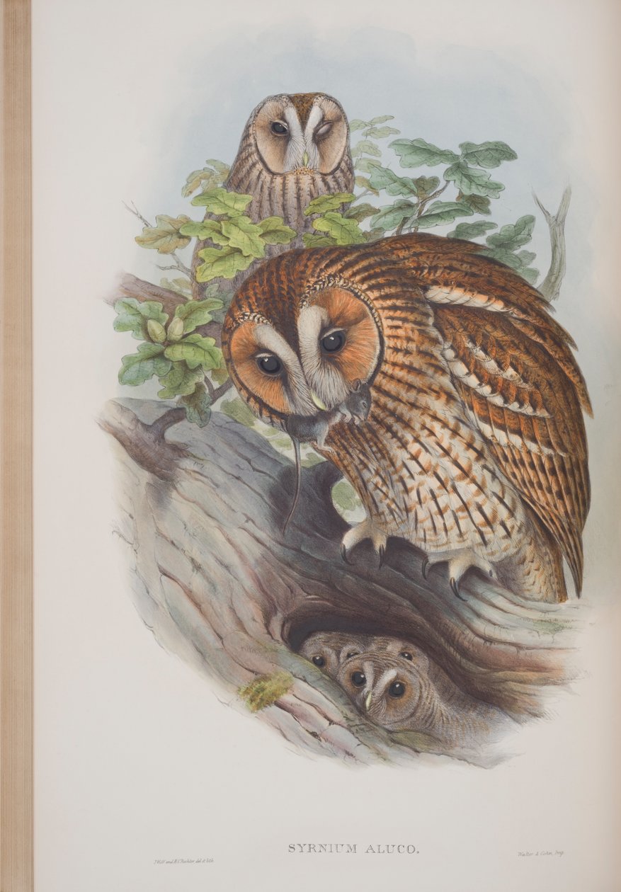 ジョングールドによる英国の鳥のプレートからのSyrnium Aluco、1862〜73年公開（手塗りのlitho） 作： ジョン・グールド