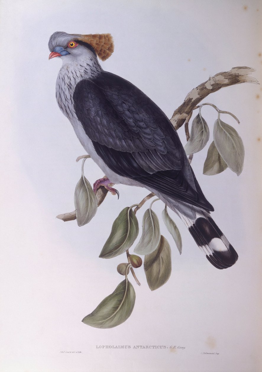 ハト（Lopholaimus antarcticus）、ジョン・グールドによるエングレーヴィング 作： ジョン・グールド