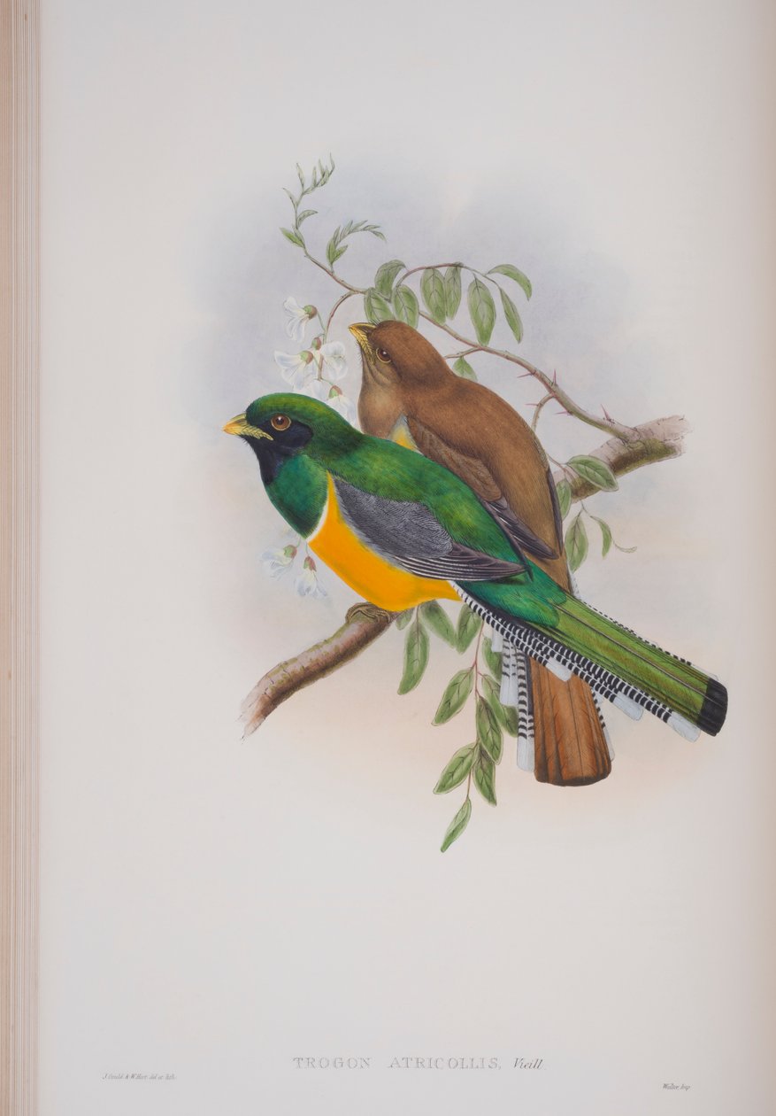 Trogon Atricollis、The Birds of Great BritainのJohn Gouldによる版、1862〜73年公開（手塗りのlitho） 作： ジョン・グールド