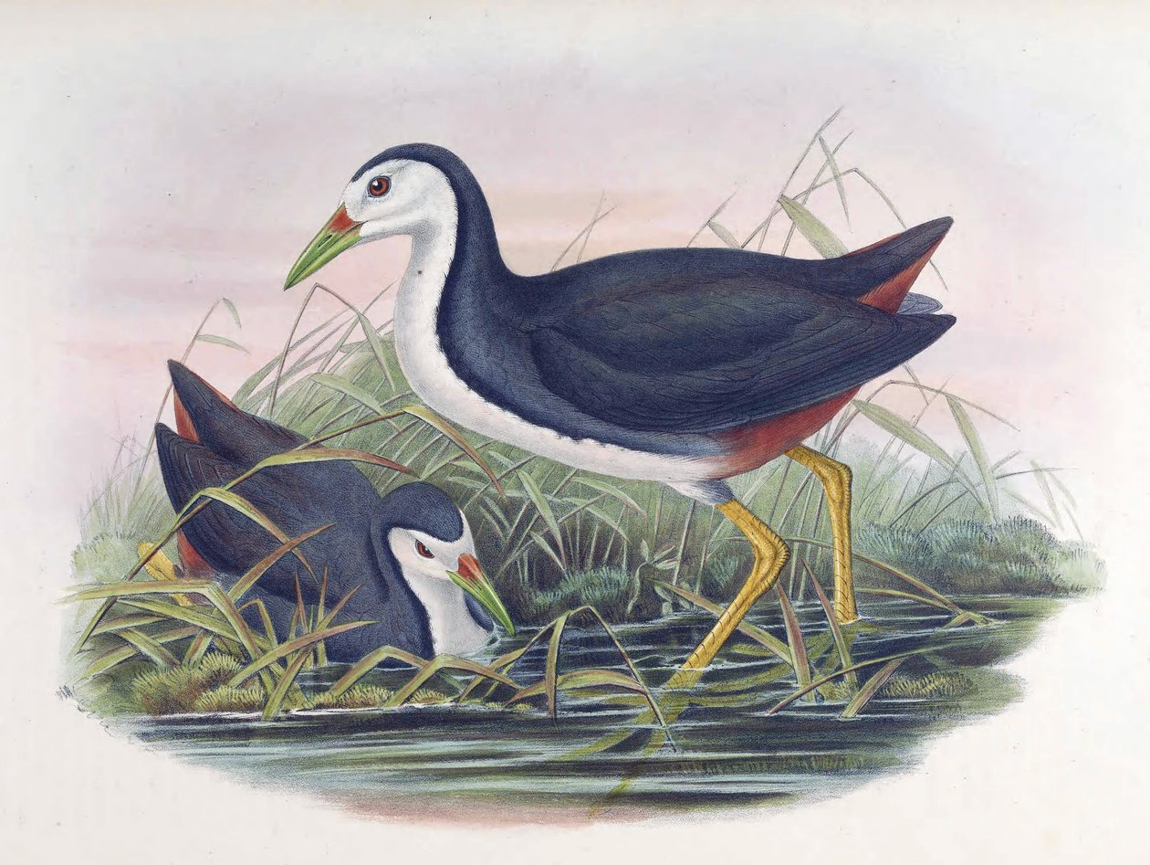 ホワイトブレストWaterhen Amaurornis phoenicurus（Pennant） 作： ジョン・グールド