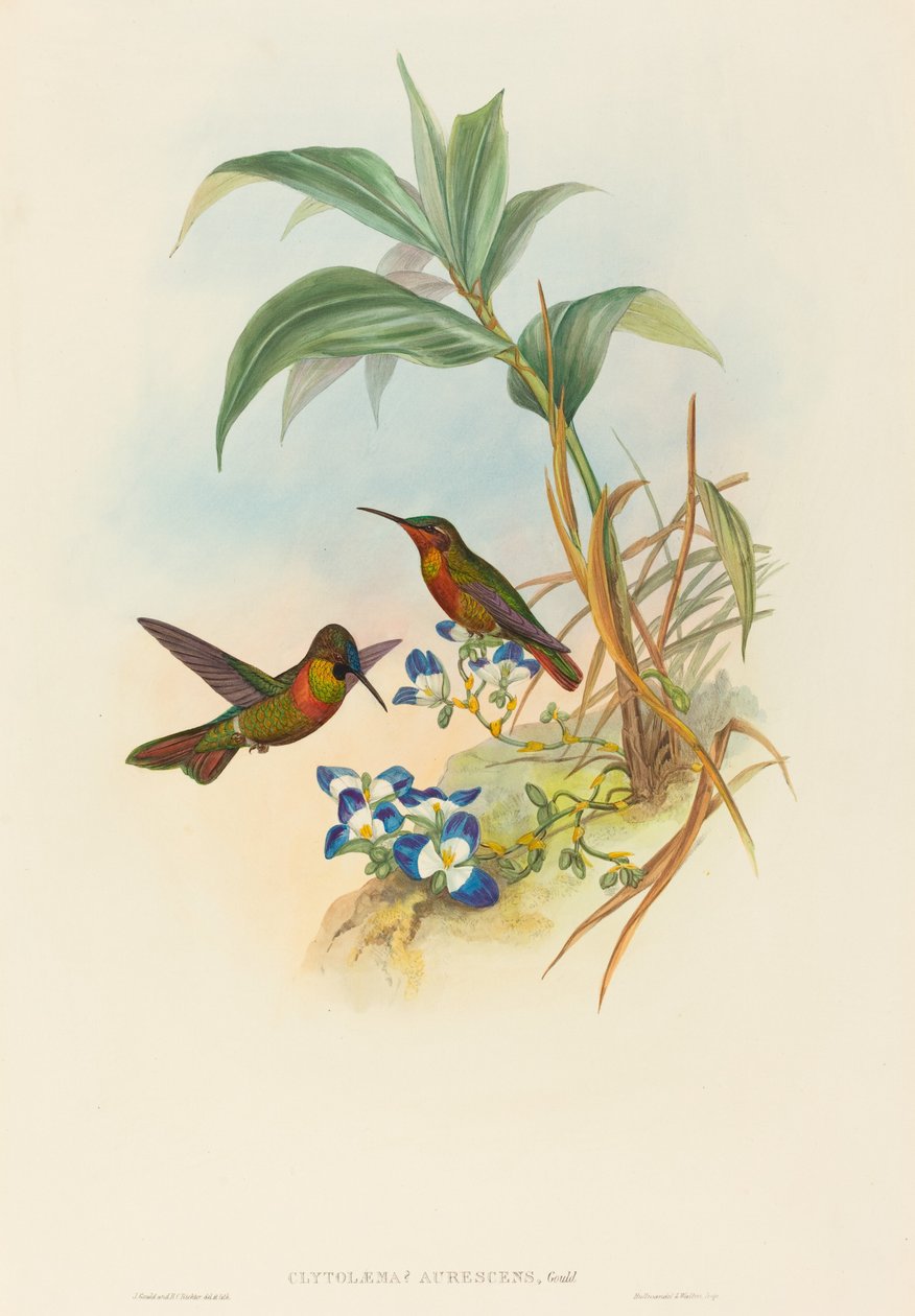 Clytolaema aurescens (Banded Ruby または Gould