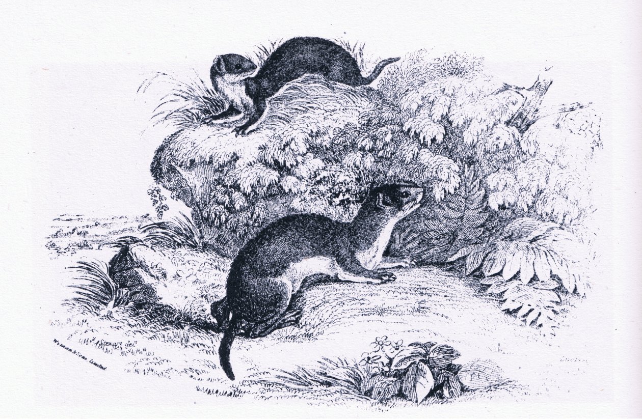 アナグマの研究、イギリスの自然（Collins社刊 作： ジョン・ギレ・ミレー