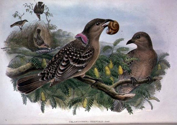 Chlamydera Orientalis（カラーリトグラフ 作： ジョンとハートウィリアムグールド