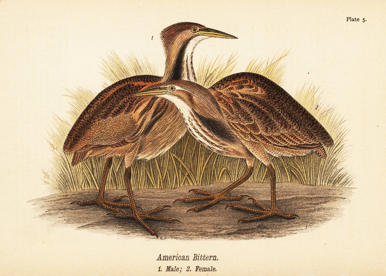 アメリカニガリ（Botaurus lentiginosus）、オス1、メス2 作： ジョンジェームス（後）オーデュボン
