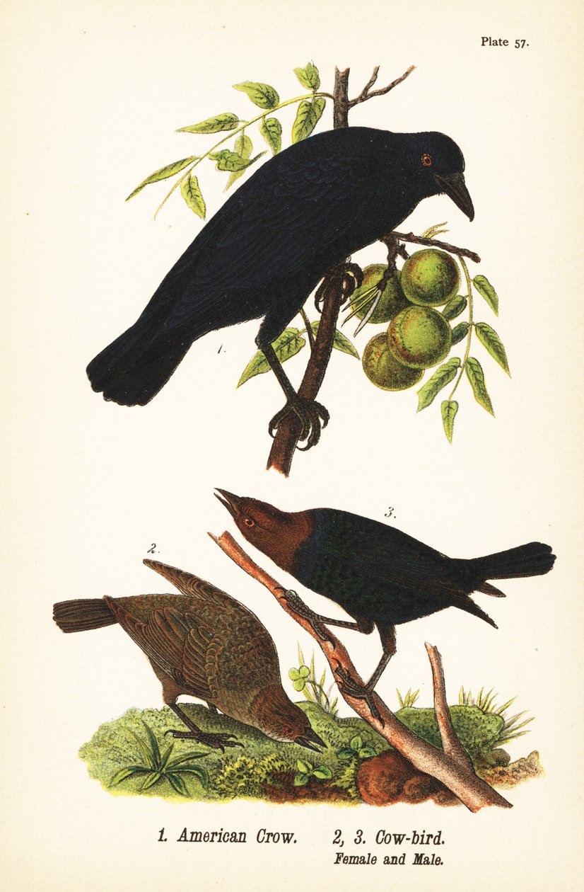 アメリカン・カラス（Corvus brachyrhynchos）1、ヒヨドリ（Molothrus ater）雌2、雄3 作： ジョンジェームス（後）オーデュボン
