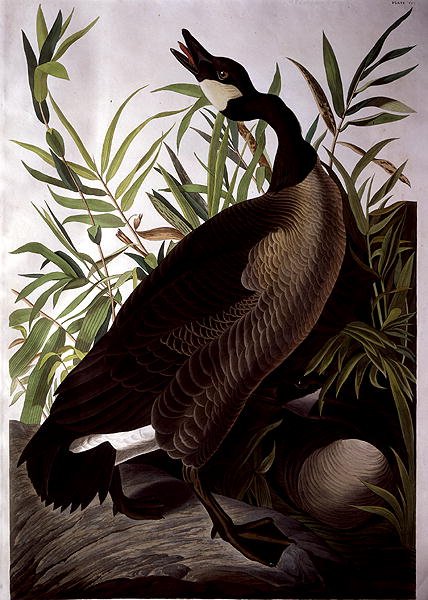 カナダグース（「アメリカの鳥」より）（彩色画 作： ジョンジェームス（後）オーデュボン