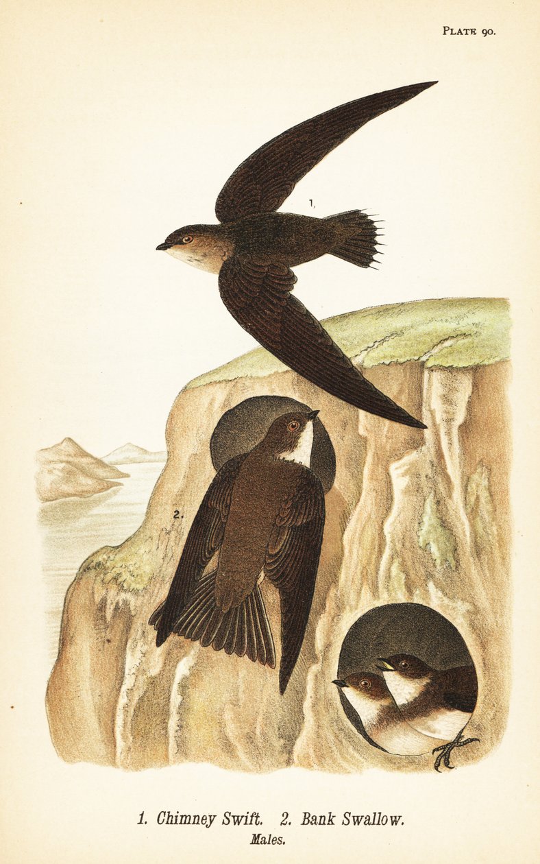 チムニースイフト（Chaetura pelagica）1、バンクスワロー（Riparia riparia）2、オス 作： ジョンジェームス（後）オーデュボン