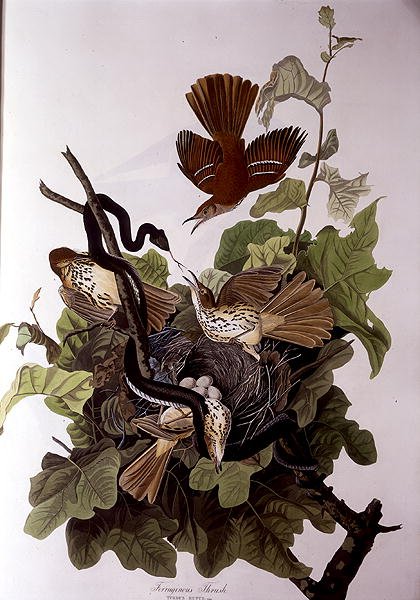 ロバート・ヘイヴル（1793-1878）の「Birds of America」より「Ferruginous Thrush」（カラー・エングレービング）。 作： ジョンジェームス（後）オーデュボン