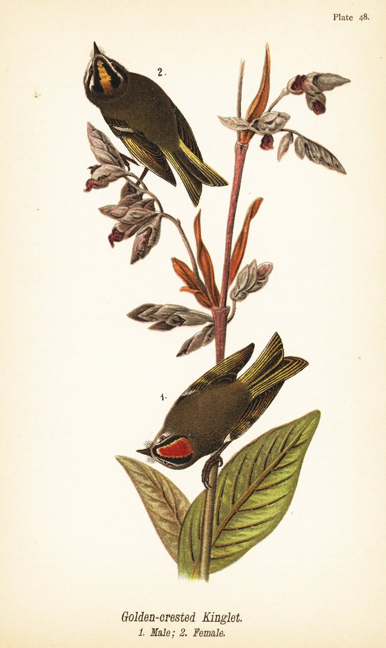 Golden-Crowned Kinglet (Regulus satrapa) 作： ジョンジェームス（後）オーデュボン
