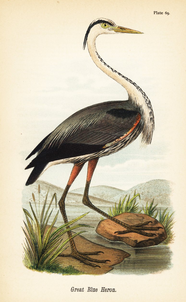 オオアオサギ、Ardea herodias 作： ジョンジェームス（後）オーデュボン