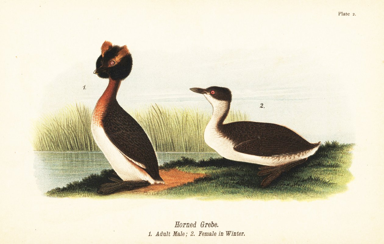 カツオドリ（Podiceps auritus）、成人男性1、冬羽の女性 作： ジョンジェームス（後）オーデュボン