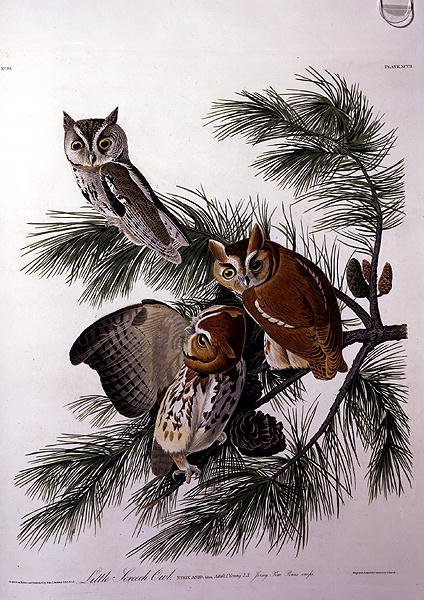 ロバート・ヘイヴル（1793-1878）による「アメリカの鳥」より「小鳥のフクロウ」（彩色画） 作： ジョンジェームス（後）オーデュボン