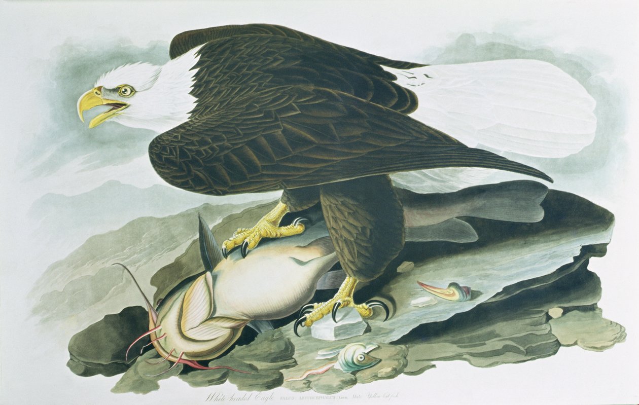 「アメリカの鳥」のハクトウワシ、R.ハベルによって彫刻され、1829年に彫刻されました（色付きの彫刻） 作： ジョンジェームス（後）オーデュボン