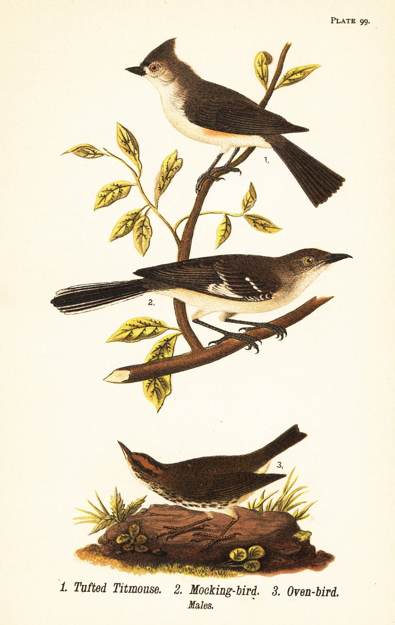 シジュウカラ（Baeolophus bicolor）、ハシボソガラス（Mimus polyglottos）、オーブンバード（Seiurus aurocapilla）。 作： ジョンジェームス（後）オーデュボン