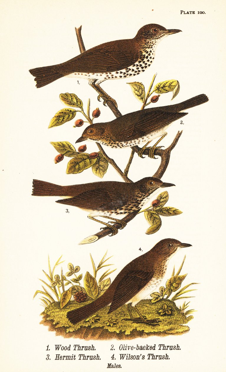 ウッド・ツグミ（Hylocichia mustelina）1、スワインソンズ・ツグミ（Catharus ustulatus）2、オリーブ・バック・ツグミ（Catharus guttatus）3、タウニー・ツグミ（Wilson