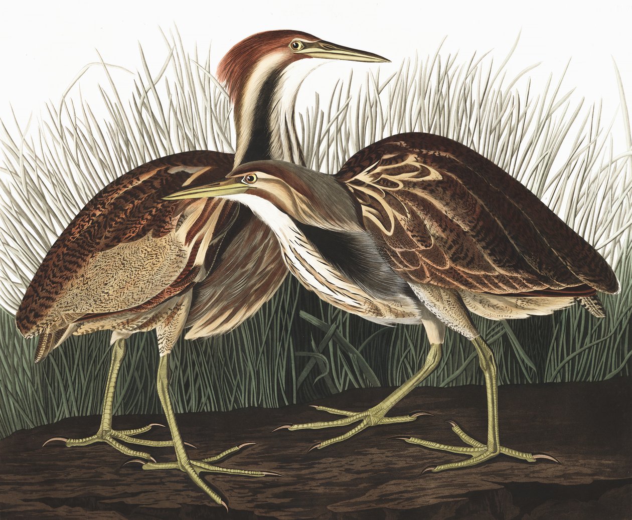 アメリカのにがり、Botaurus Lentiginosus、ジョン・J・オーデュボンの「The Birds of America」より、パブ。 1827-38 作： ジョン・ジェームス・オーデュボン