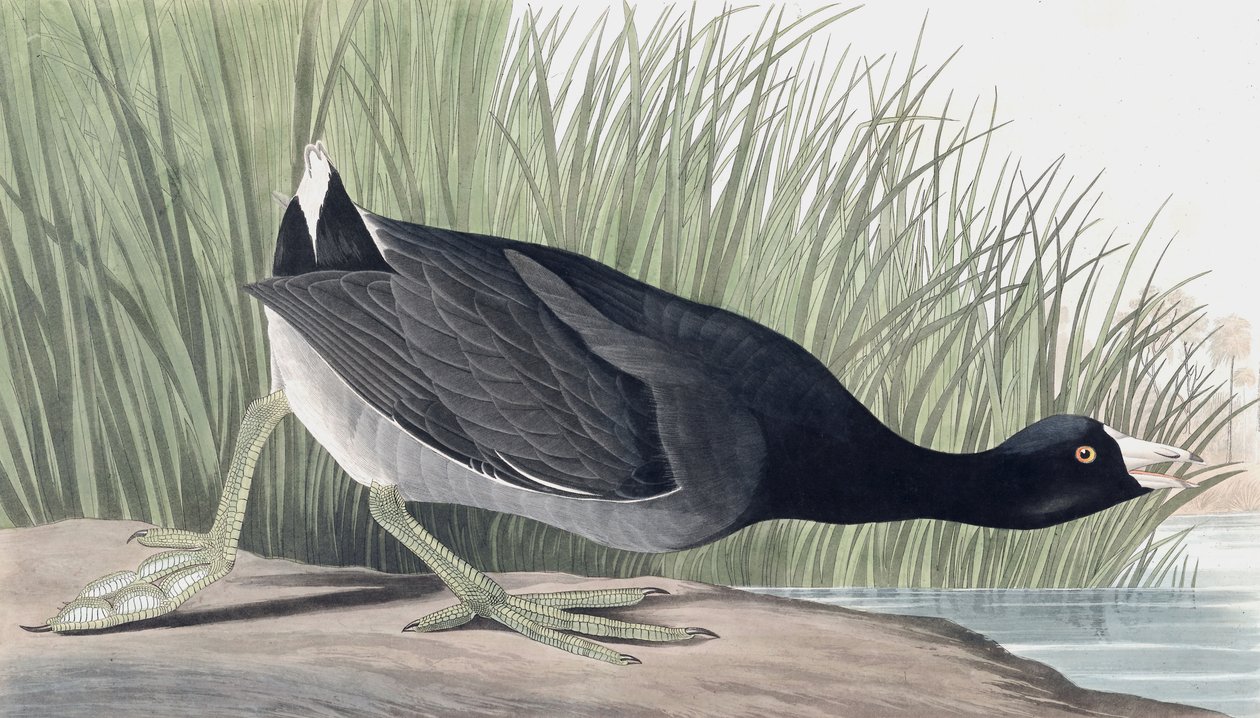 アメリカのオオバン、Fulica Americana、ジョン・J・オーデュボンの「The Birds of America」より、パブ。 1827-38 作： ジョン・ジェームス・オーデュボン
