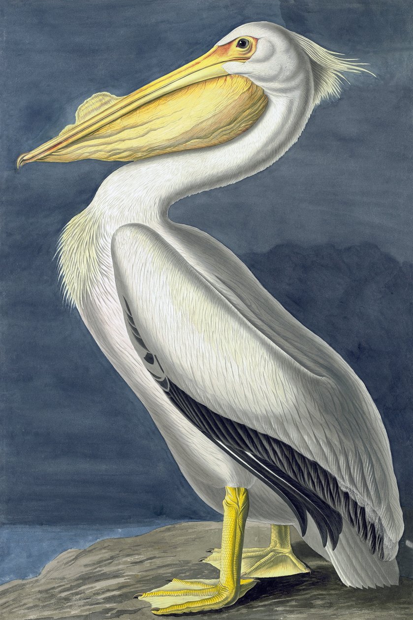 アメリカの白いペリカン、Pelecanus Erythrorhynchos、ジョン・J・オーデュボンの「The Birds of America」より、パブ。 1827-38 作： ジョン・ジェームス・オーデュボン