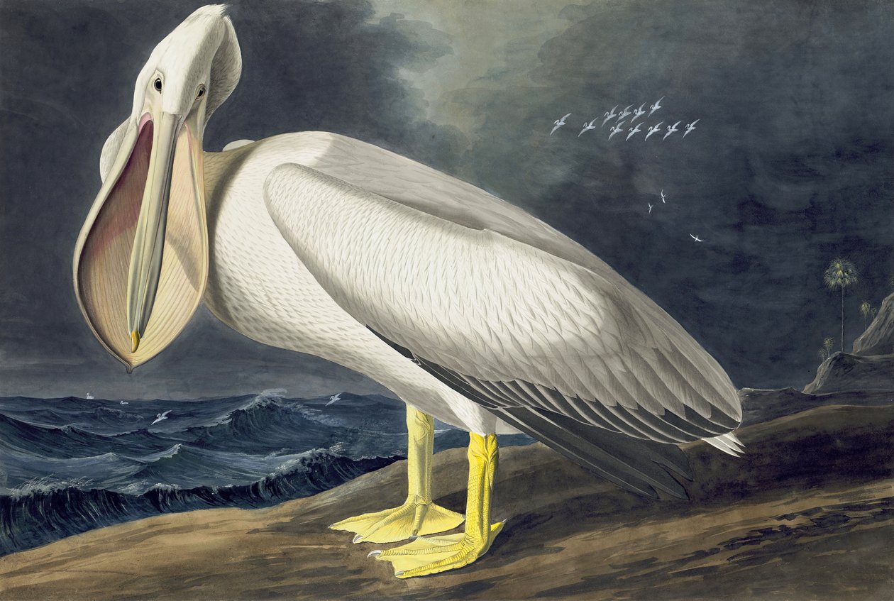 アメリカの白いペリカン、Pelecanus Erythrorhynchos、ジョン・J・オーデュボンの「The Birds of America」より、パブ。 1827-38 作： ジョン・ジェームス・オーデュボン