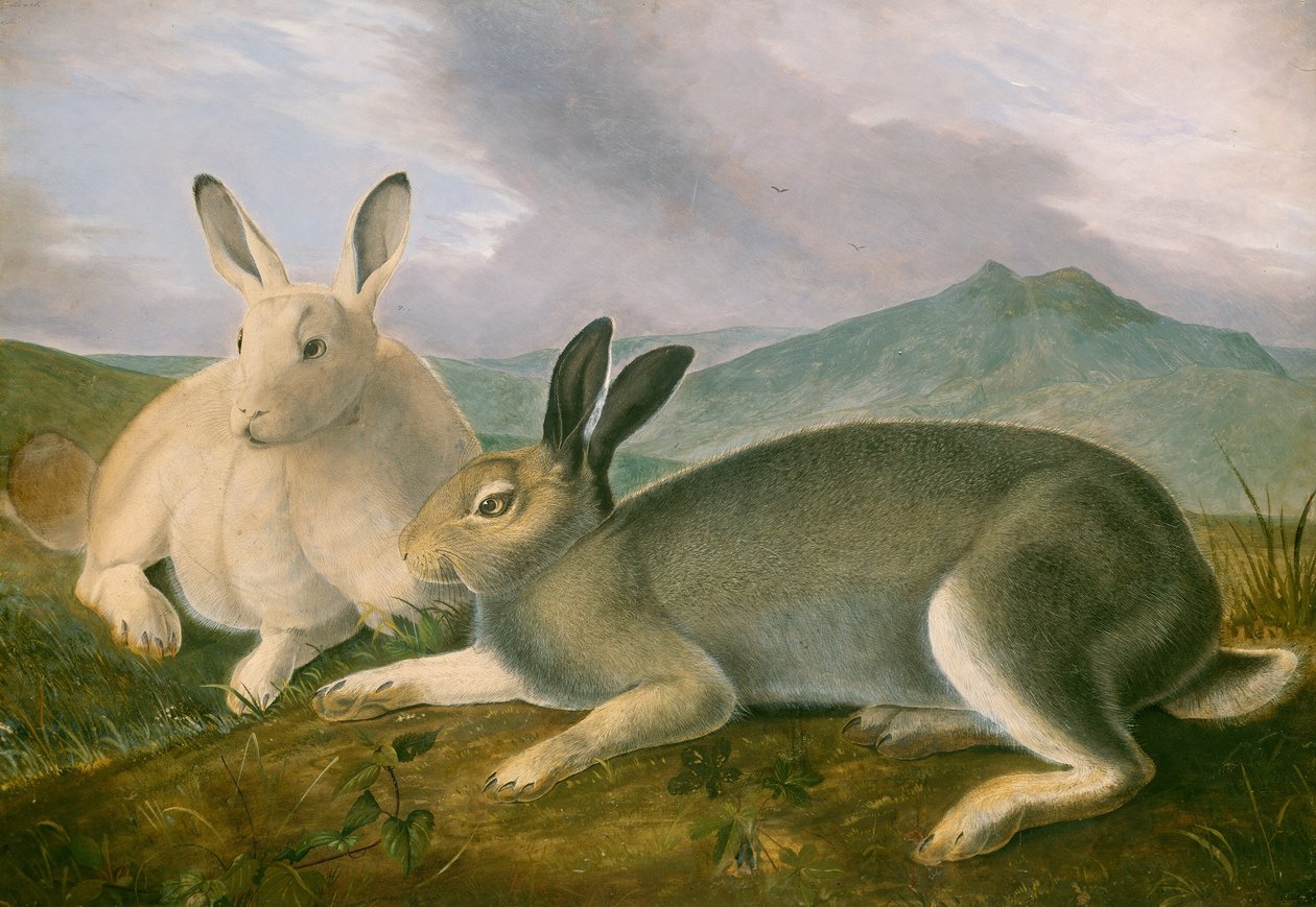Arctic Hare, c. 1841. 作： ジョン・ジェームス・オーデュボン