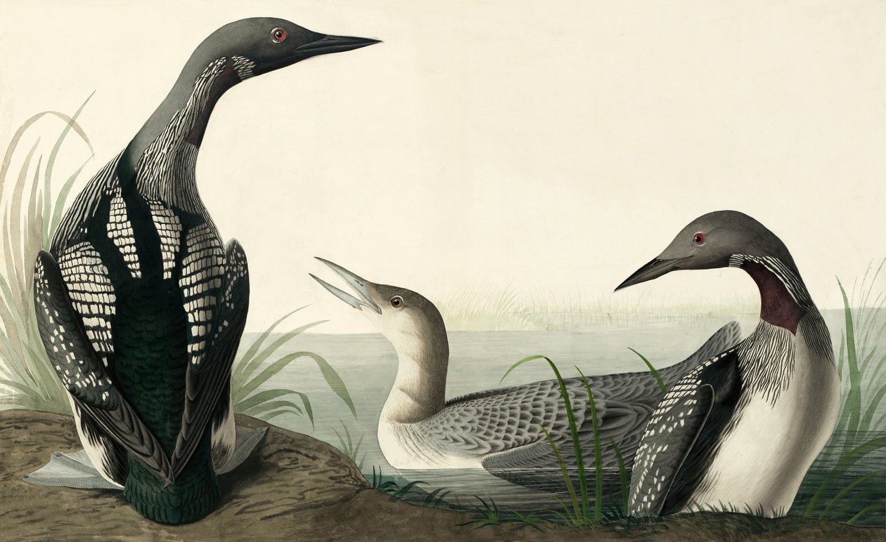 ジョン・J・オーデュボンのパブ「アメリカの鳥」の黒喉のダイバー、コリンバス・アークティカス。 1827-38 作： ジョン・ジェームス・オーデュボン