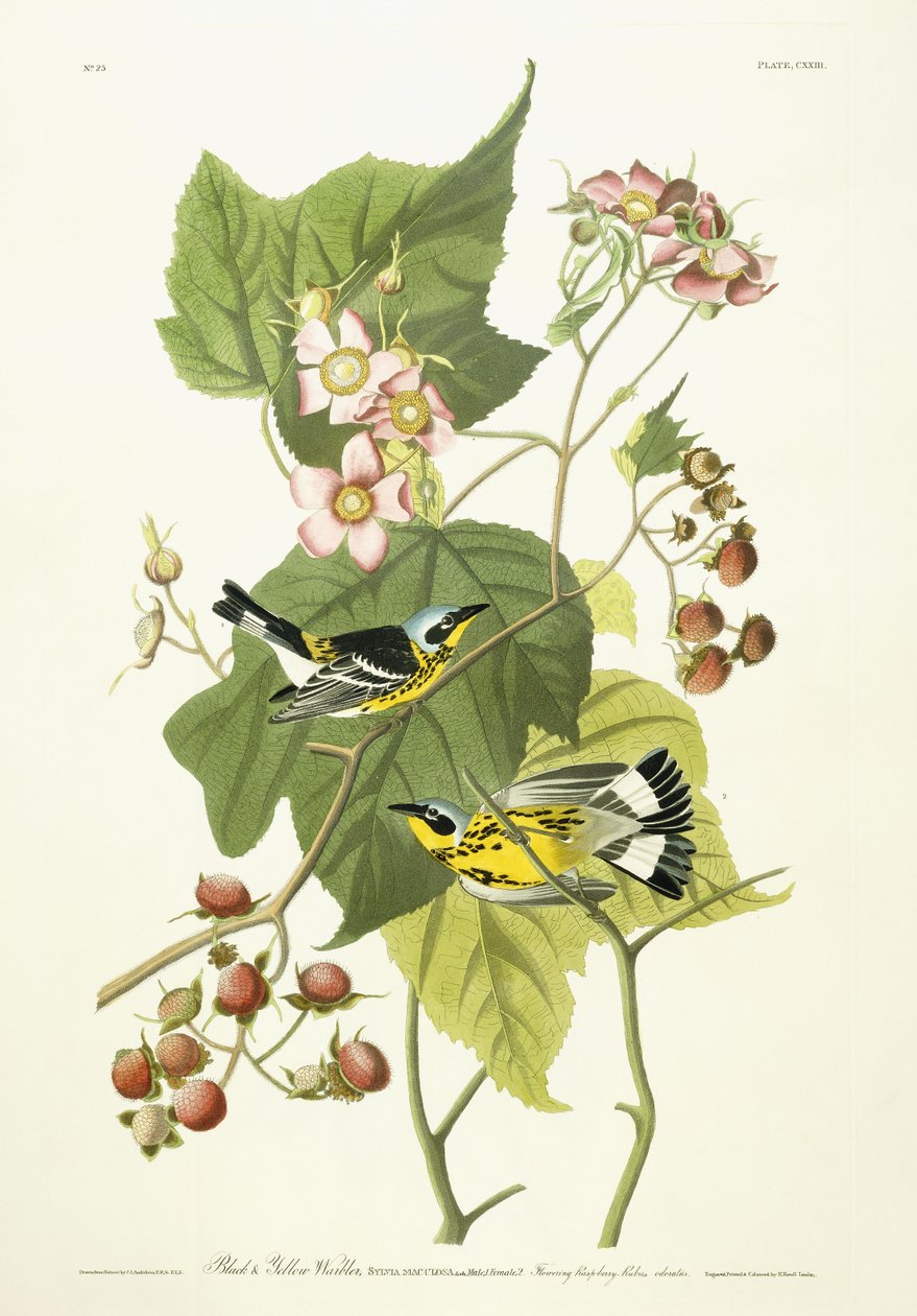 黒と黄色のウグイスと開花ラズベリー、c.1826-1838 作： ジョン・ジェームス・オーデュボン
