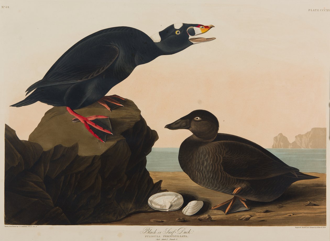 Black or Surf Duck、1836（紙にトイレ） 作： ジョン・ジェームス・オーデュボン
